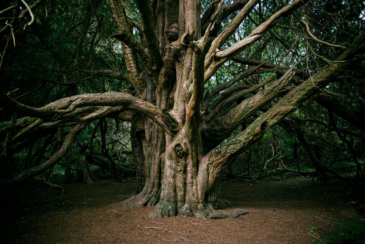 An ancient yew tree at Kingley Vale