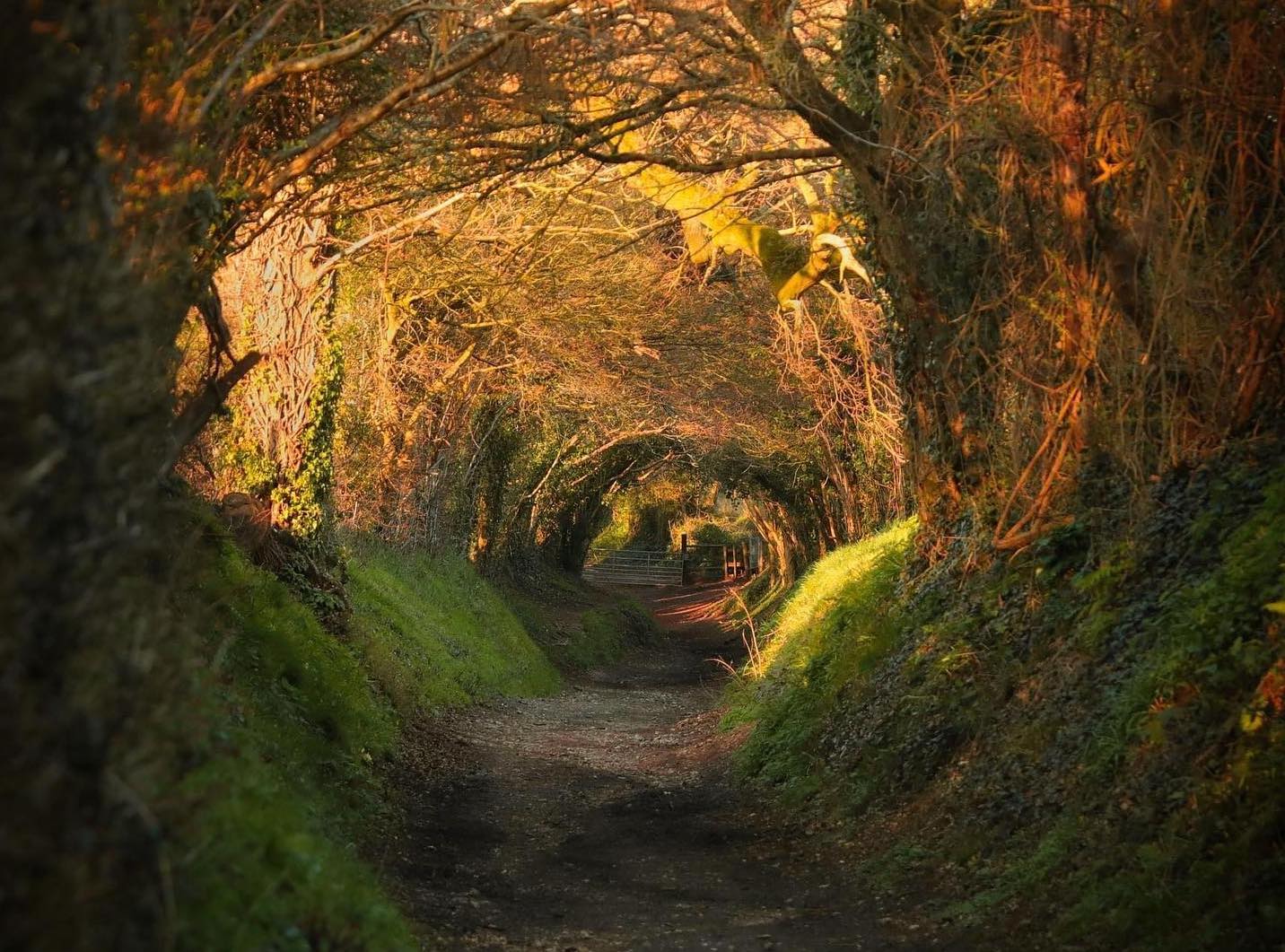 The Halnaker tree tunnel